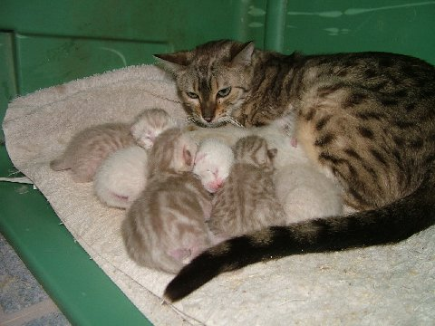 Mother Celine and Kittens